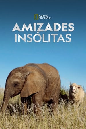 Amizades Improváveis Entre Animais 2016