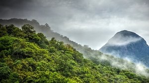 Forest of Clouds