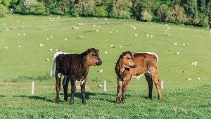 A Cotswold Farmshop Episode 6