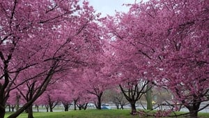 Japanology Plus Cherry Trees