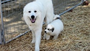 Too Cute Fuzzy Puppy Stars