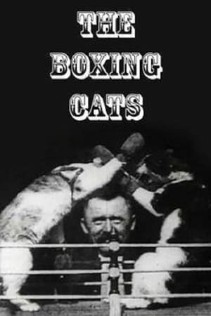 Poster The Boxing Cats 1894