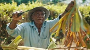 Vivir 100 años: Los secretos de las zonas azules Temporada 1 Capitulo 3