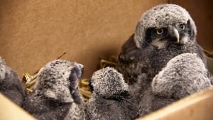 Dr. Dee: Alaska Vet Operation Baby Owl Rescue