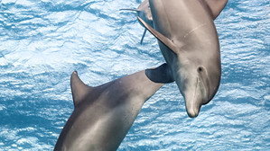 Dolphin Reef (2018)