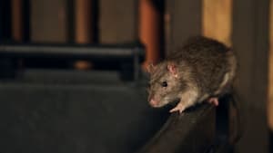 Les Rats des villes : Tout un monde !