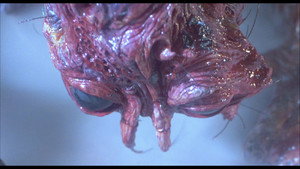 The Fly backdrop