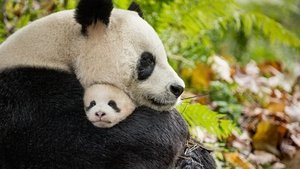 Disneynature: Nacidos en China (2016) HD 1080p Latino