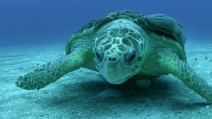 Great Blue Wild Bahamas