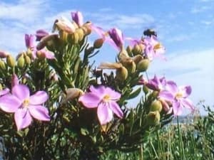 The Private Life of Plants Flowering