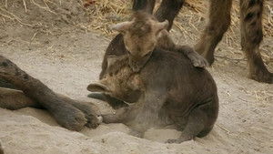 Imperio Salvaje Temporada 3 Capitulo 3