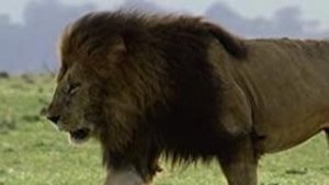 The Secret Lives Of Big Cats The Secret Lives of Lions