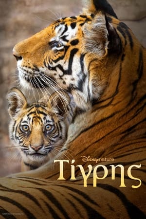 Poster Τίγρης 2024