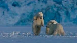 El invierno del oso polar