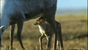 All About Animals EP8