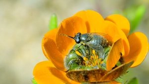 O Ano Selvagem da África: 1×1