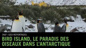 Bird Island, le paradis des oiseaux dans l'Antarctique