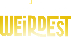 Madagascar's Weirdest — Logos 4