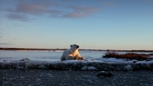 Wonders of the Arctic film complet