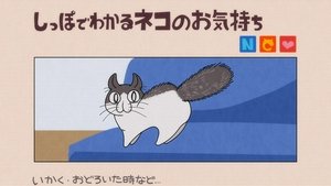 Nights With a Cat: 1×26