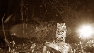 Night Stalkers Jaguar Ambush