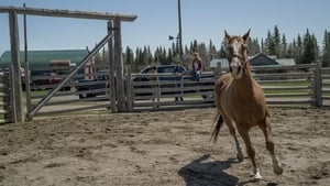 Heartland – Paradies für Pferde: 9×1