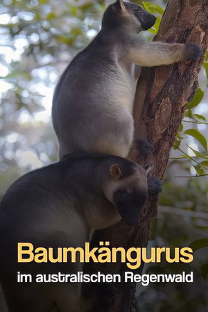 Tree Kangaroos: Ghosts of the Forest 12
