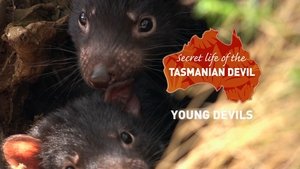 Secret Life Of The Tasmanian Devil Young Devils