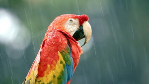 Extreme World