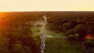 Pantanal: A Boa Inocência de Nossas Origens film complet