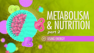 Crash Course Anatomy & Physiology Metabolism & Nutrition, Part 2