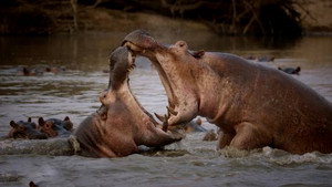 Wild Game: 4 Players