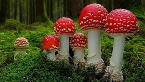 Hongos Fantásticos (2019) | Fantastic Fungi Documental