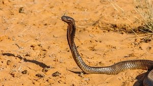 Small but Deadly