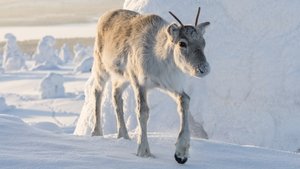 Aïlo : Une odyssée en Laponie