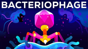 Kurzgesagt - In a Nutshell The Deadliest Being on Planet Earth — The Bacteriophage