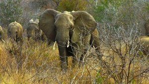 O Ano Selvagem da África: 1×4