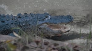 Secrets of the Zoo Later, Gator