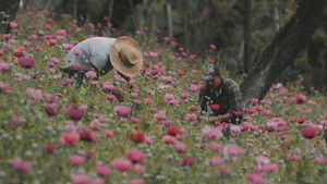 Pkrpjdpa3c4zuiuoeaqequxsfte