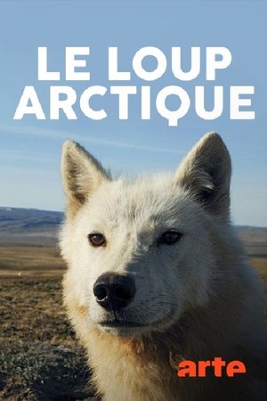 Image Le loup arctique