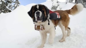 Snow Buddies: Cachorros en la nieve 2008