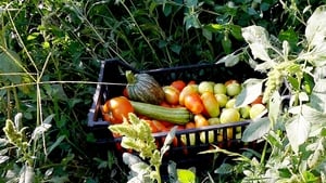 Le potager de mon grand-père