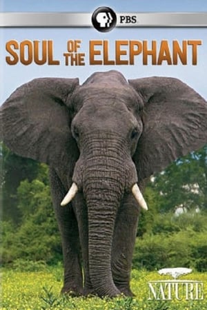 Poster Soul of the Elephant (2015)