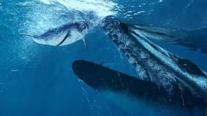 Image Whale Killer