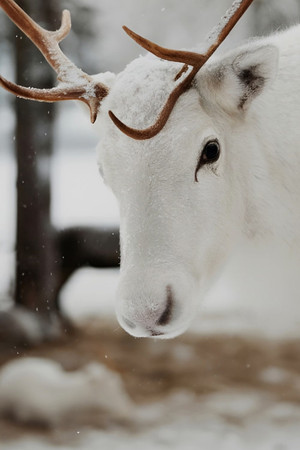 V&auml;rldens r&auml;ddaste ren