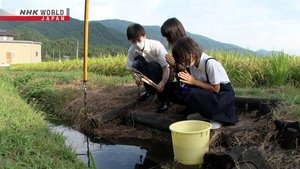 Journeys in Japan: 13×20