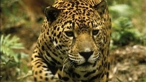 Image Jaguar: Year of the Cat