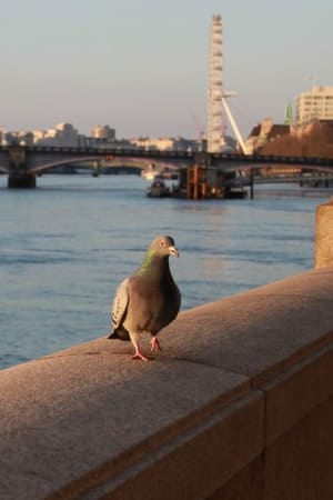 Poster My travels London through my eyes 2024