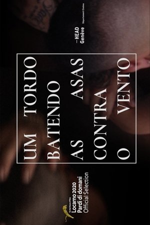 A Thrush Flapping Its Wings Against the Wind