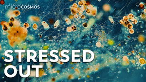 The Microcosmos Is A Very Stressful Place still